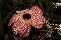 Borneo rafflesia